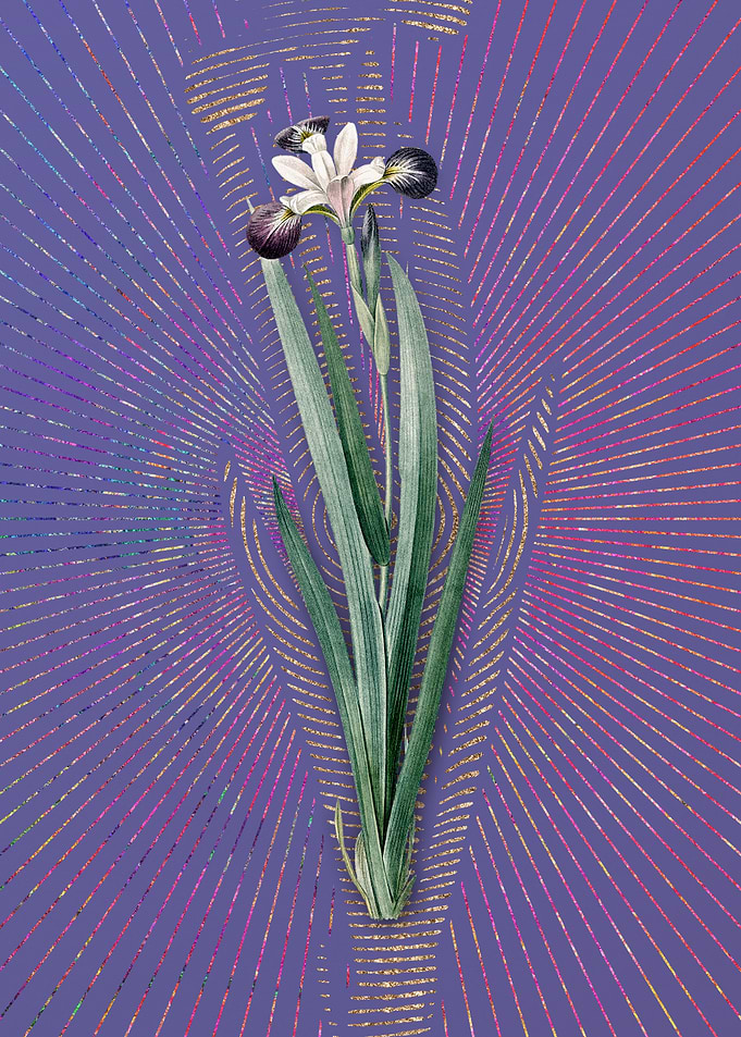 Harlequin Blueflag