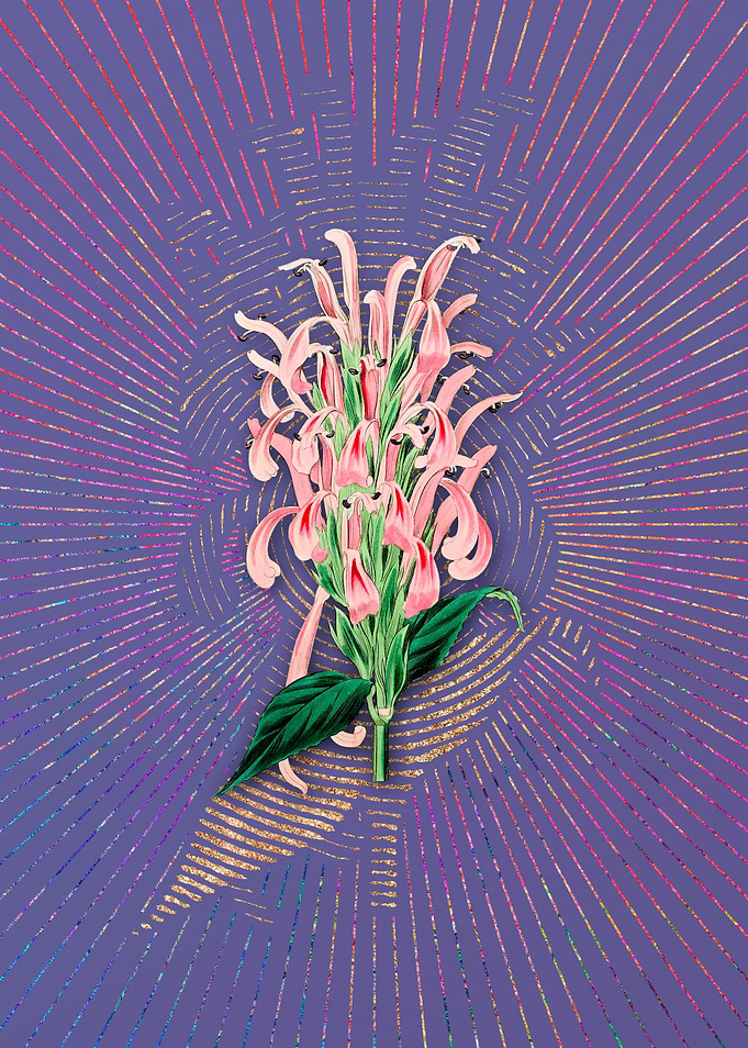 Justicia Carnea Flower