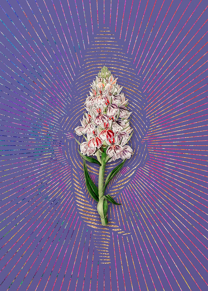Leafy Spiked Orchis Flower
