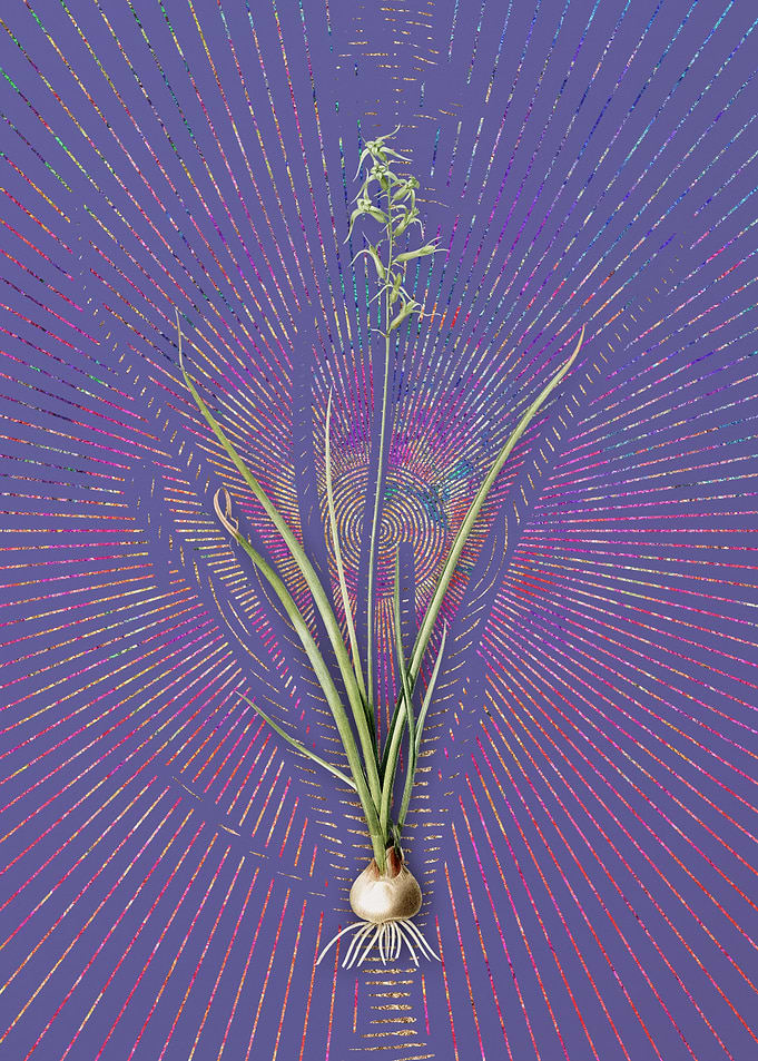 Hyacinthus Viridis