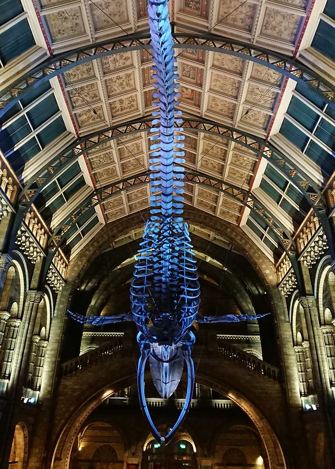 The Blue Whale