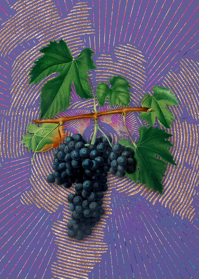 Lacrima Grapes 2 Flora
