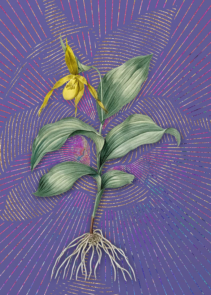 Ladys Slipper Orchid 2