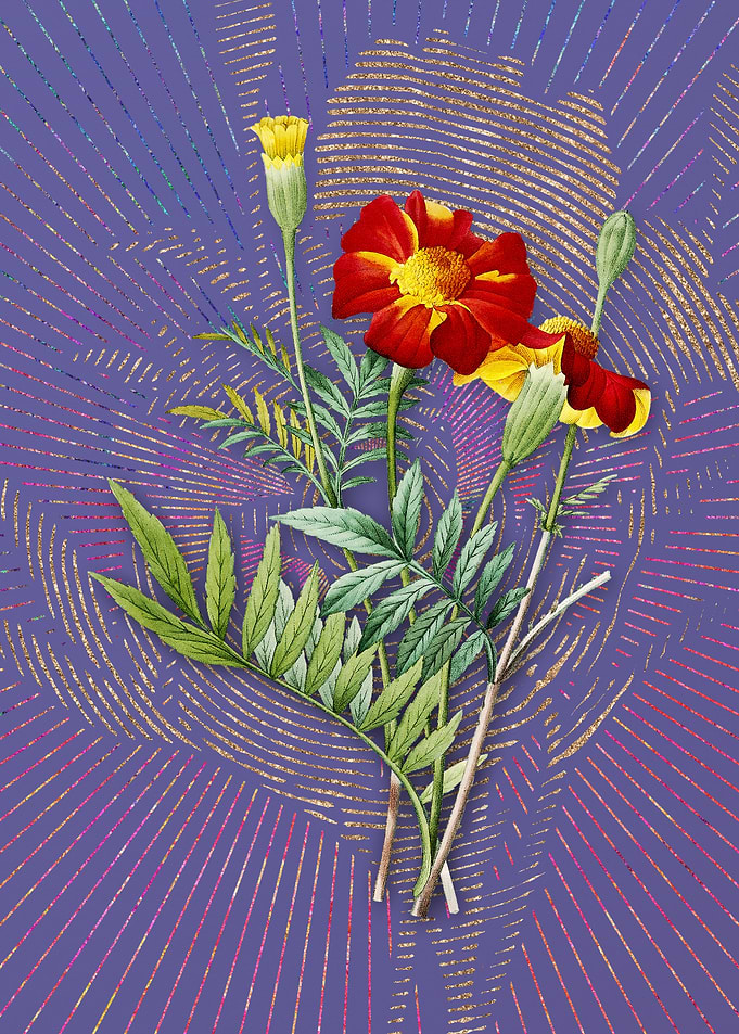 Mexican Marigold Flora