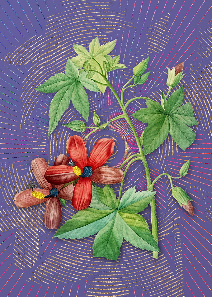 Lavatera Phoenicea