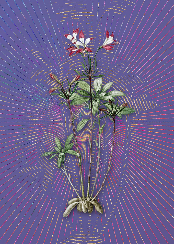 Lily of the Incas 2