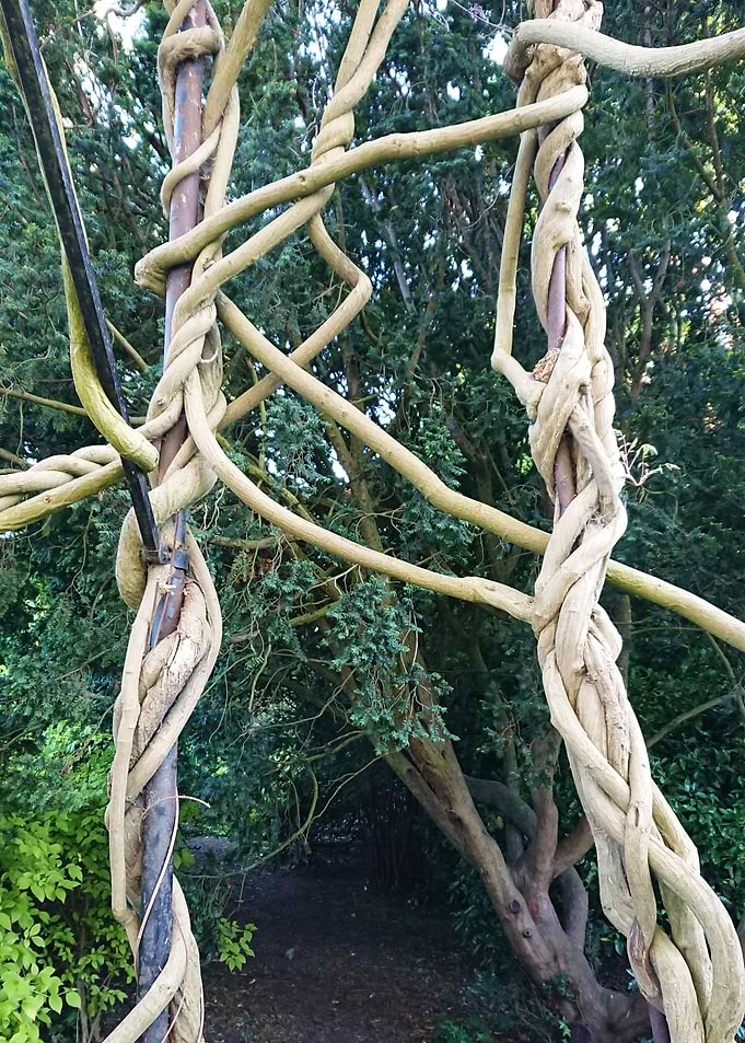 Tree Brunches