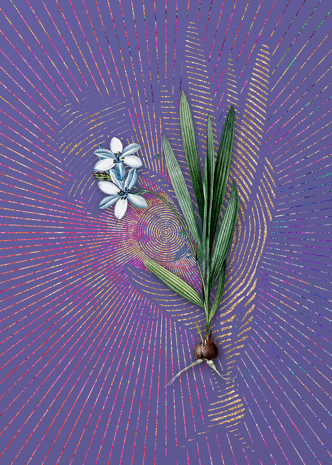 Gladiolus Plicatus