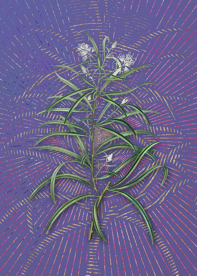 Narrow Leaf Spider Flower
