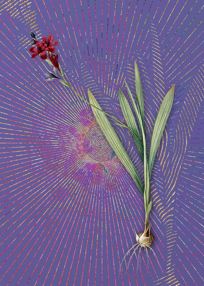 Gladiolus Mucronatus