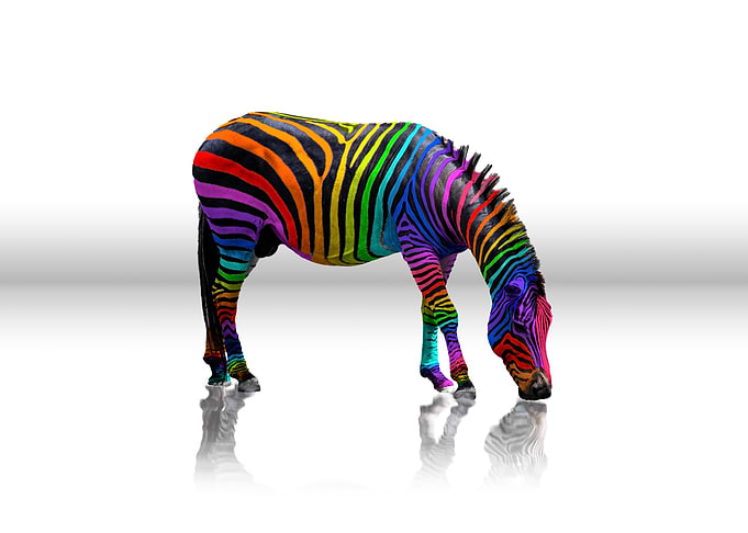 Rainbow Zebra