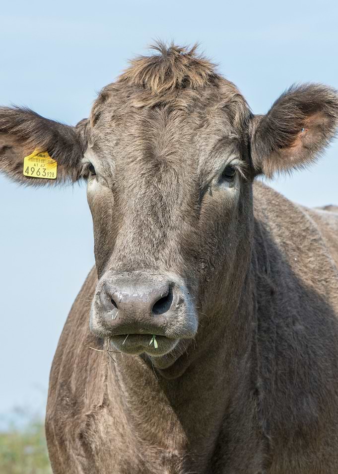 cow contest