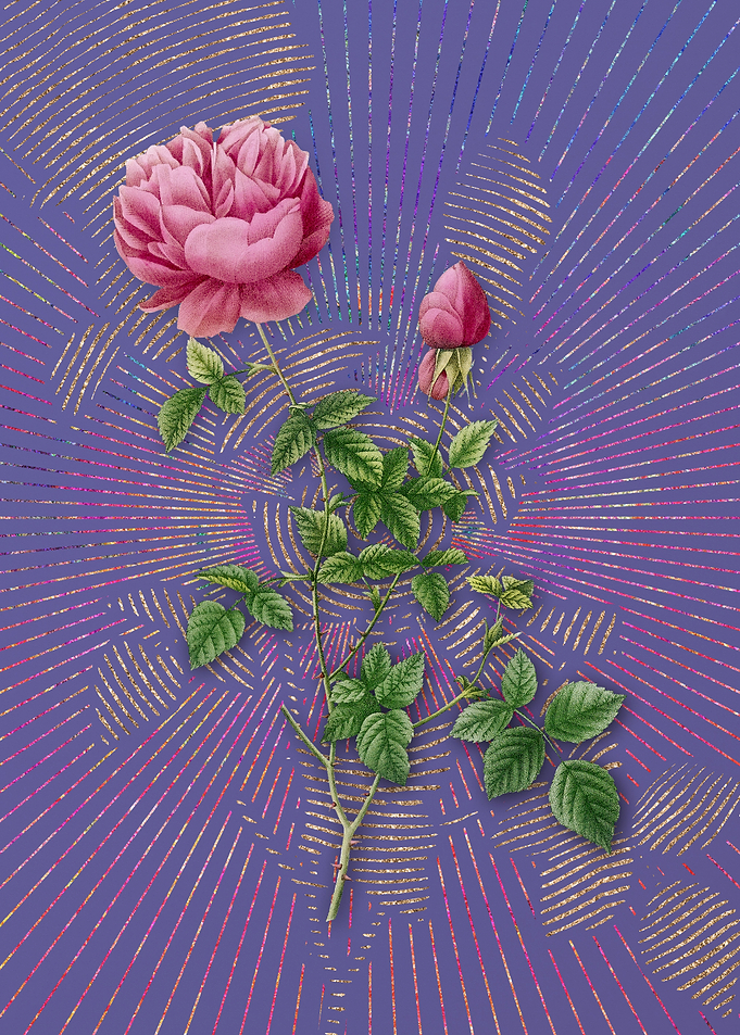 Pink Autumn China Rose