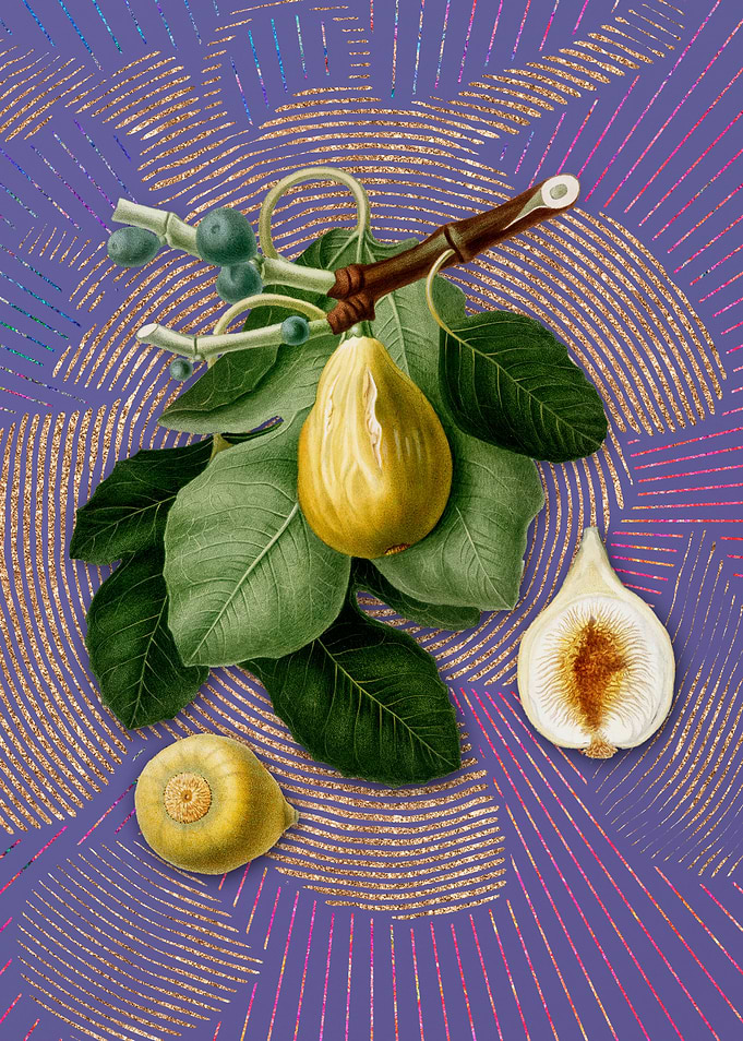 Purple Vintage Common Fig