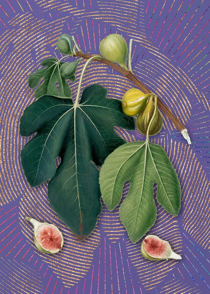 Purple Vintage Fig 5 Art