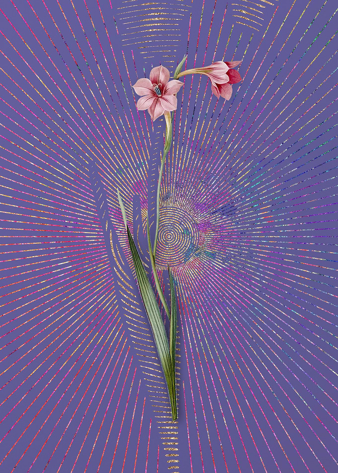 Purple Vintage Sword Lily