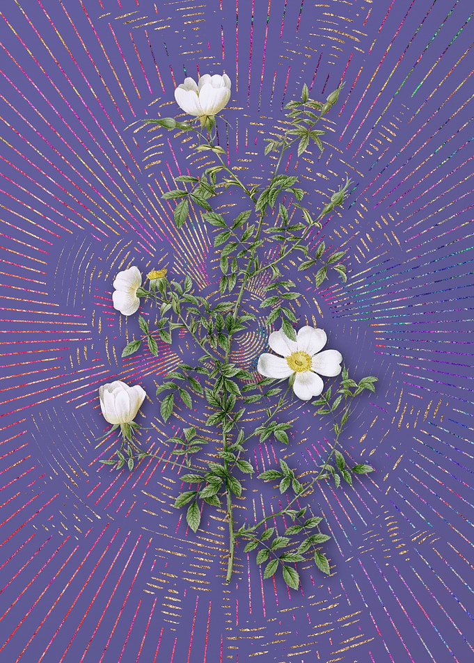 Purple Vintage Hedge Rose