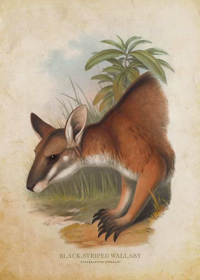 Black Striped Wallaby