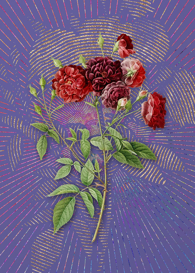 Purple Ternaux Rose Bloom