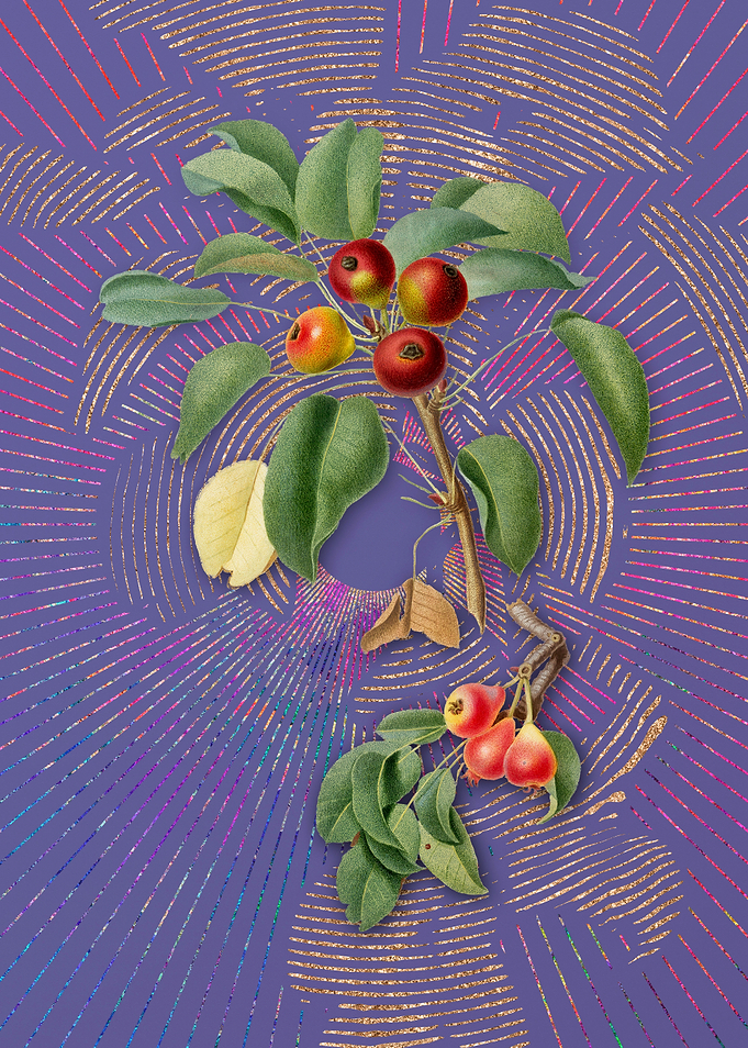 Purple Vintage Musky Pear