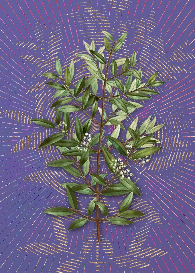 Phillyrea Tree Branch