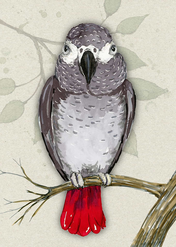 African grey parrot