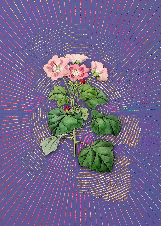 Rhomb Leaf Palavia Flower