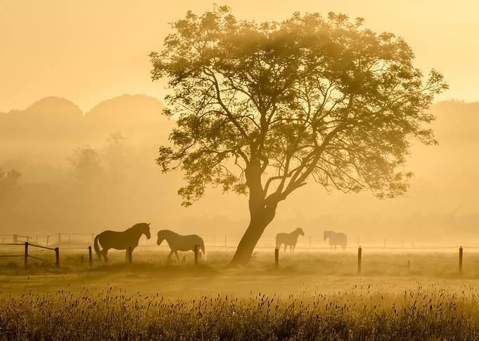 Golden Horses