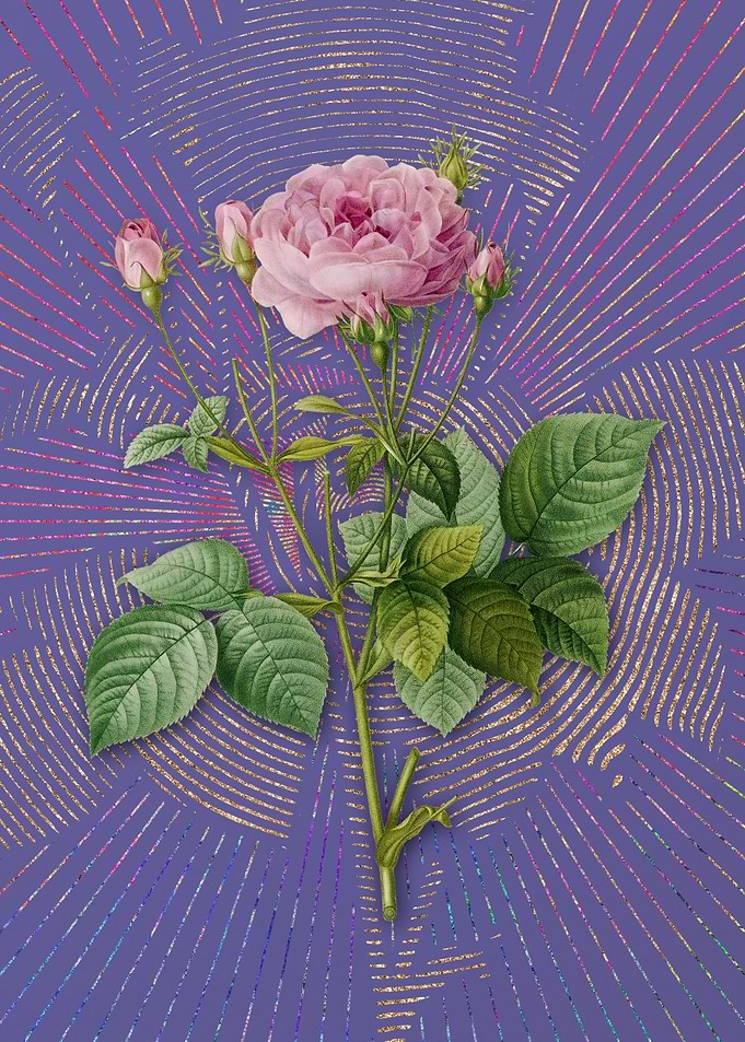 Pink French Roses