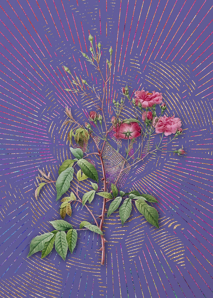Pink Noisette Roses