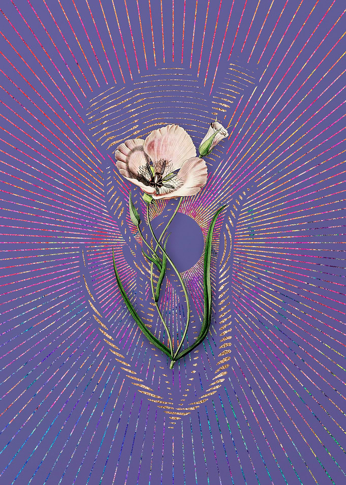 Satiny Calochortus Flower