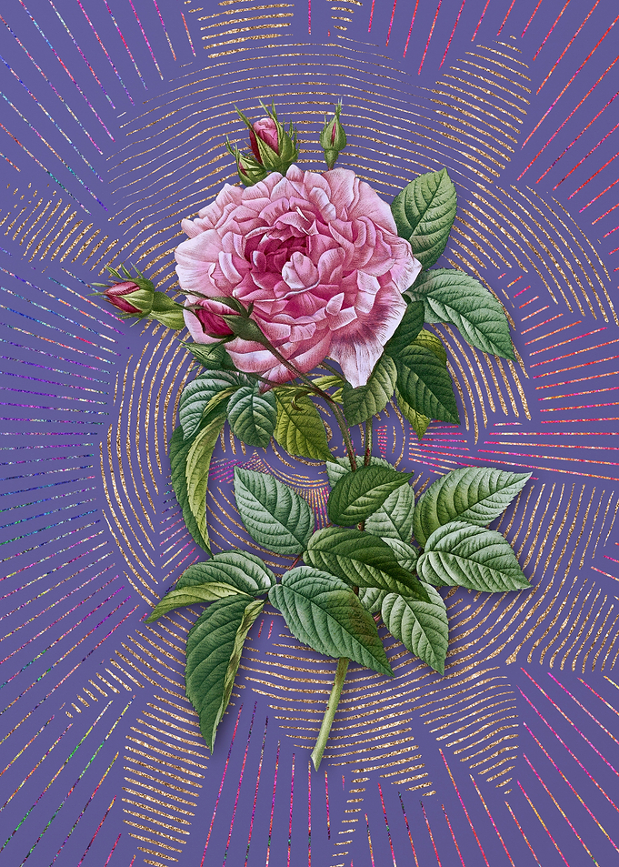 Pink French Rose Flora