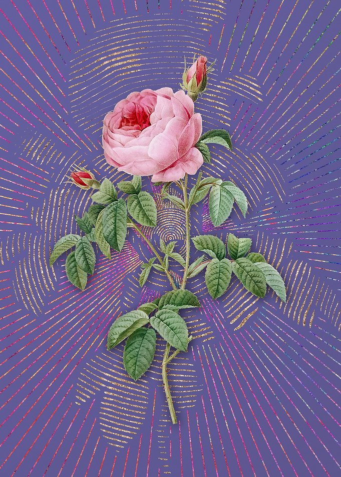 Provence Rose Bloom Purple