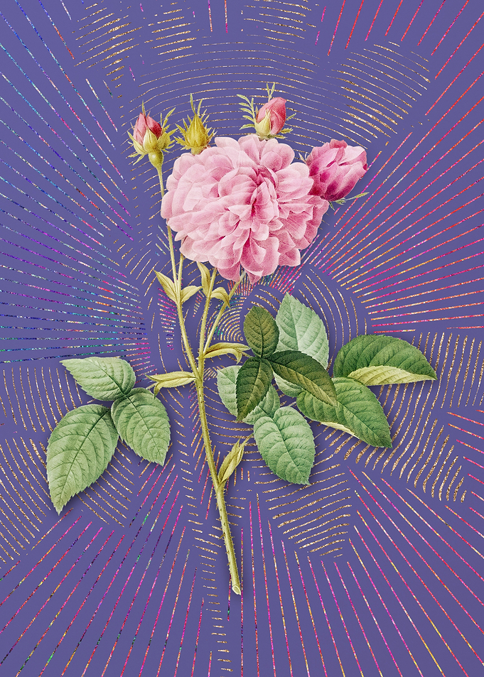 Pink Agatha Rose 2