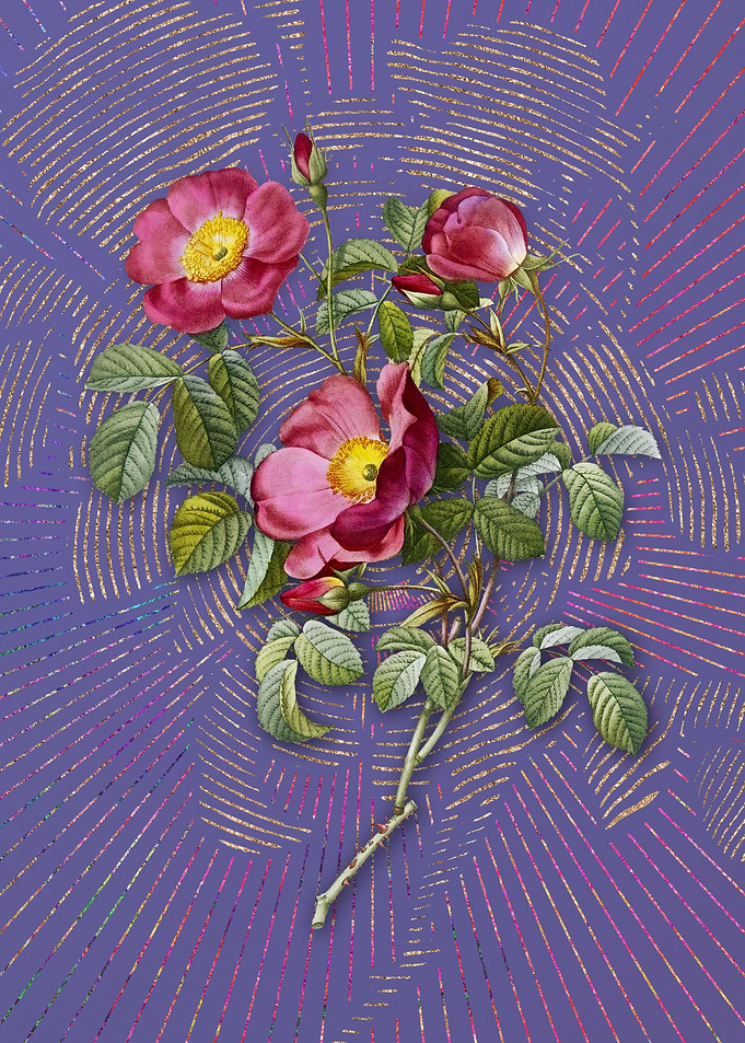Purple Rose of Love Bloom