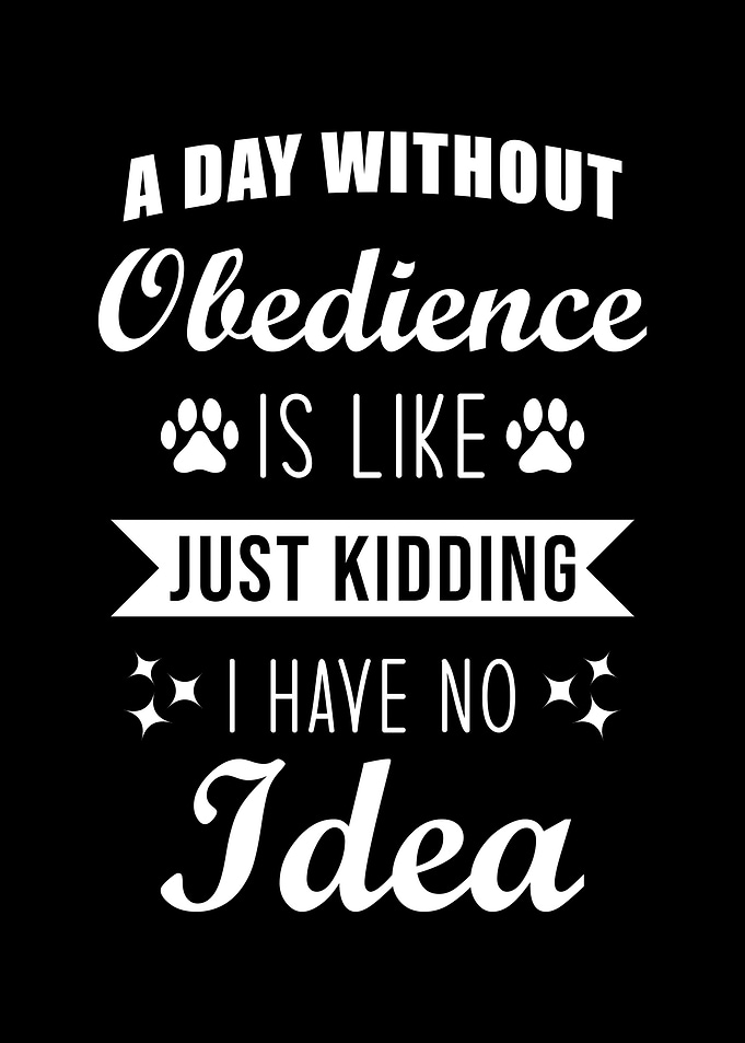 Dog Agility Obedience