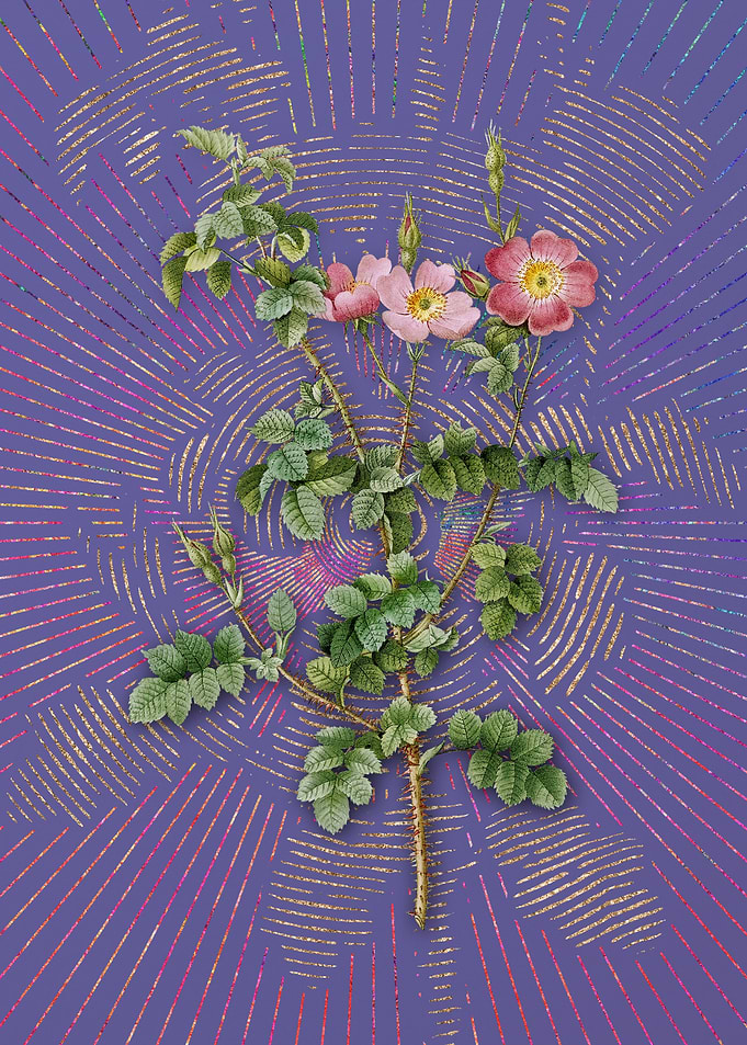 Prickly Sweetbriar Rose