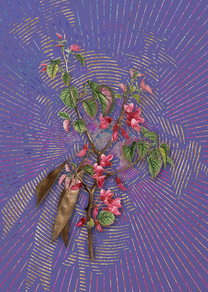 Purple Vintage Judas Tree