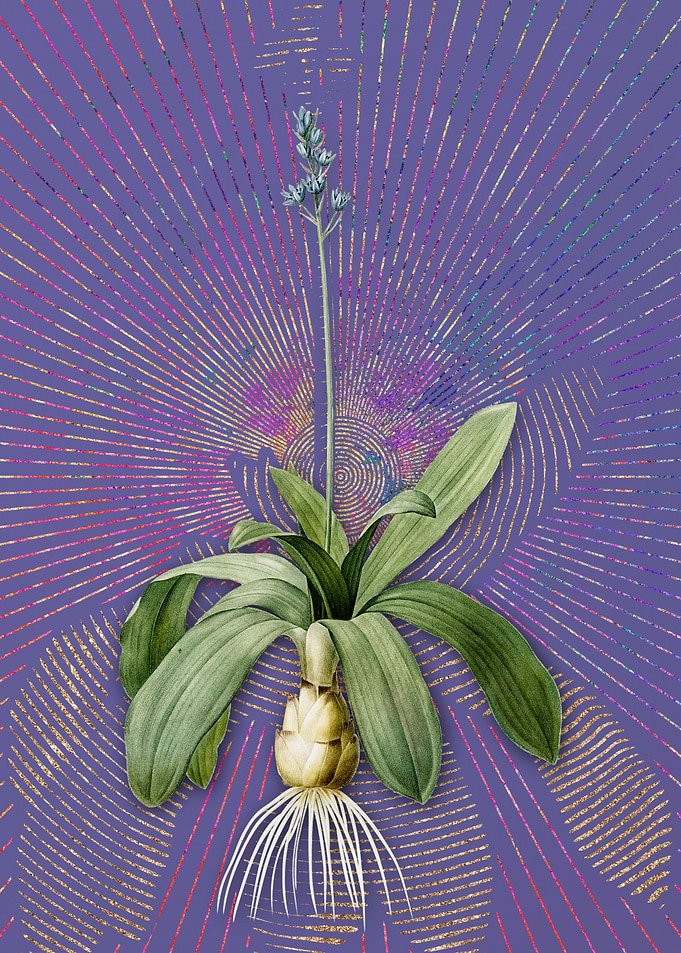 Scilla Lilio Hyacinthus