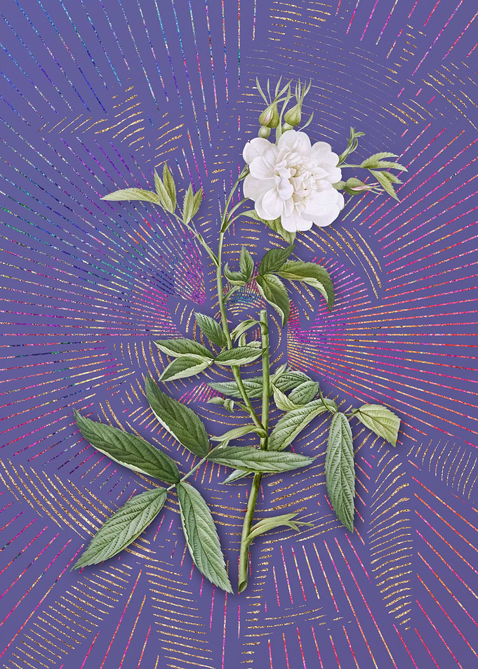 Purple White Rose of York