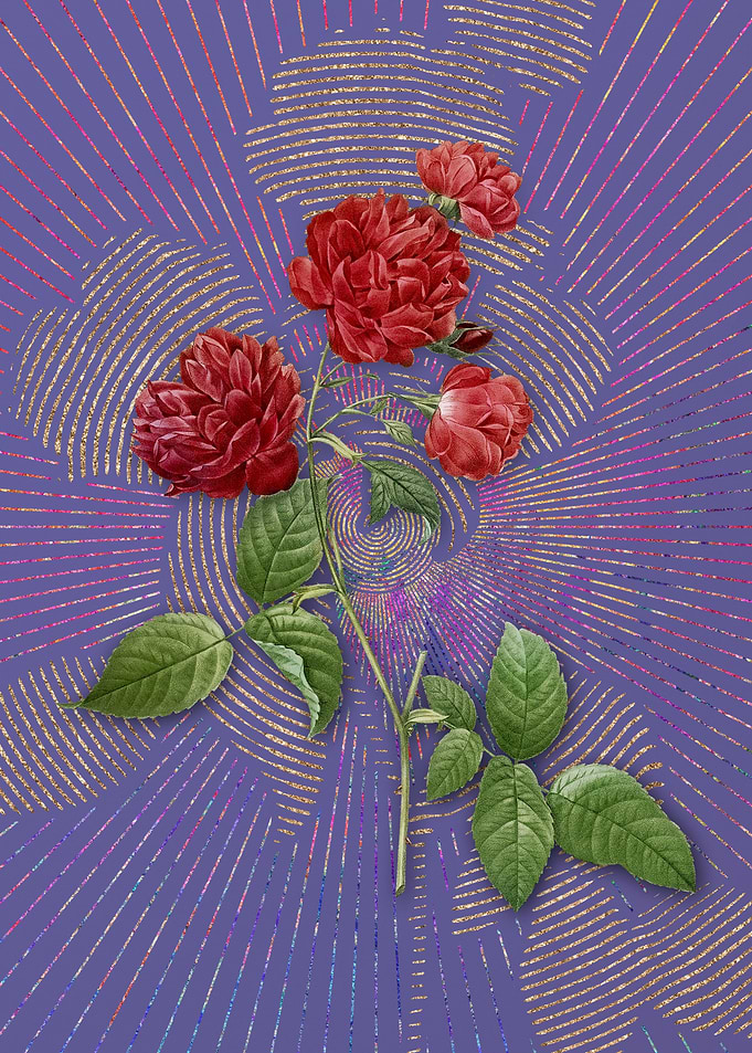 Red Cabbage Rose in Bloom