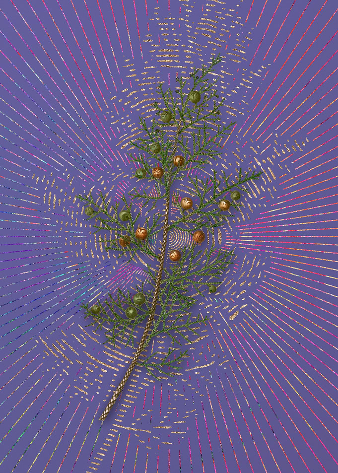 Phoenicean Juniper