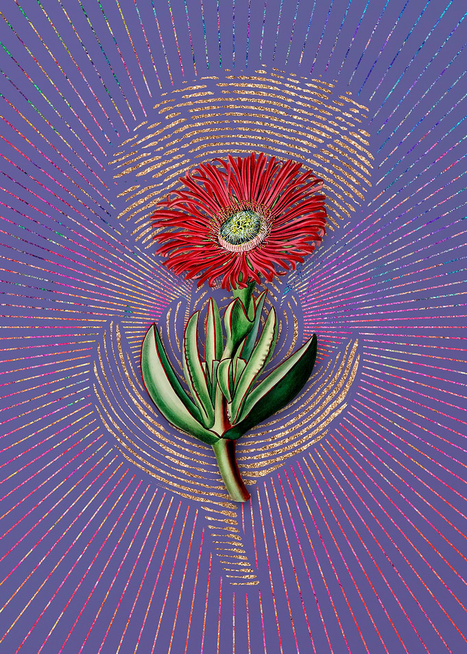 Red Edged Fig Marigold