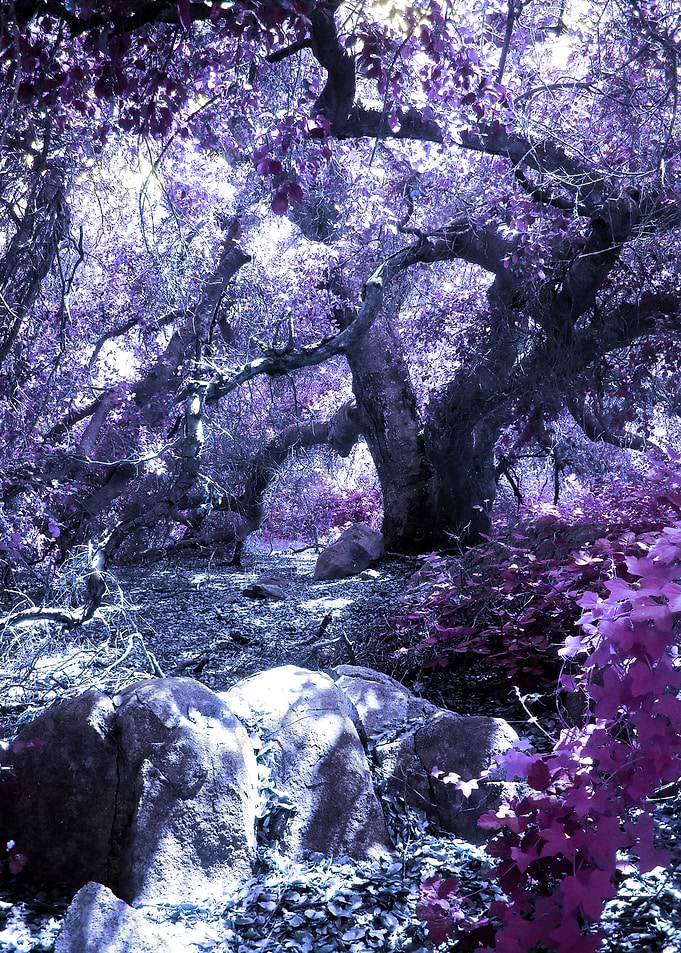 Fairy Forest