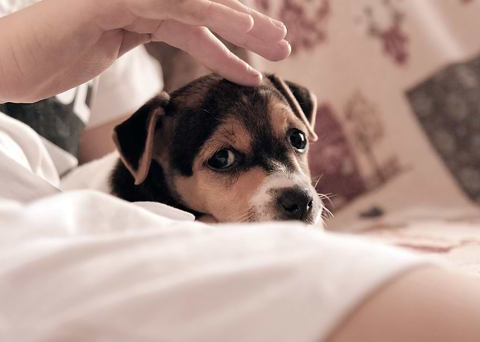 Dog puppy cute shy between