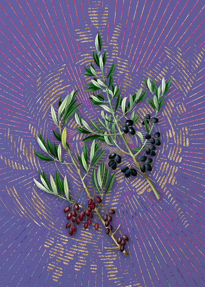 Purple Vintage Wild Olive