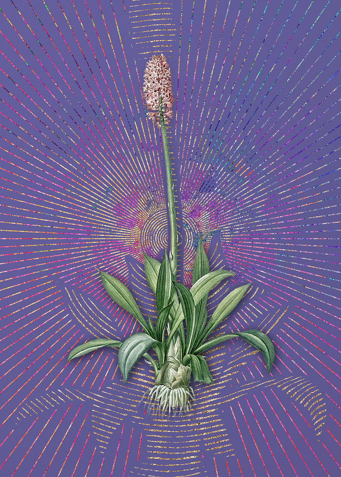 Purple Vintage Swamp Pink