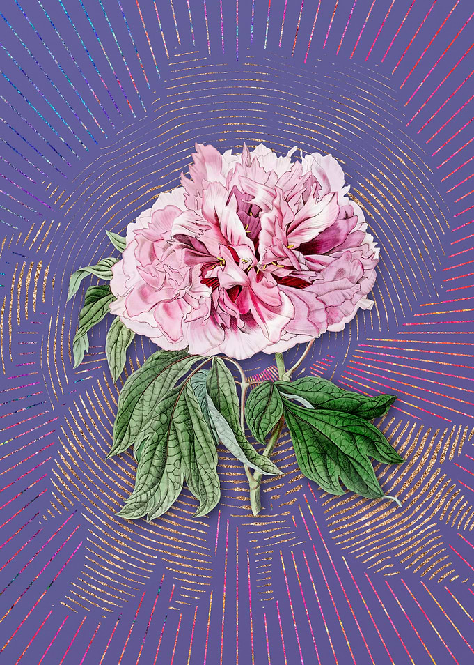 Red Curled Tree Peony