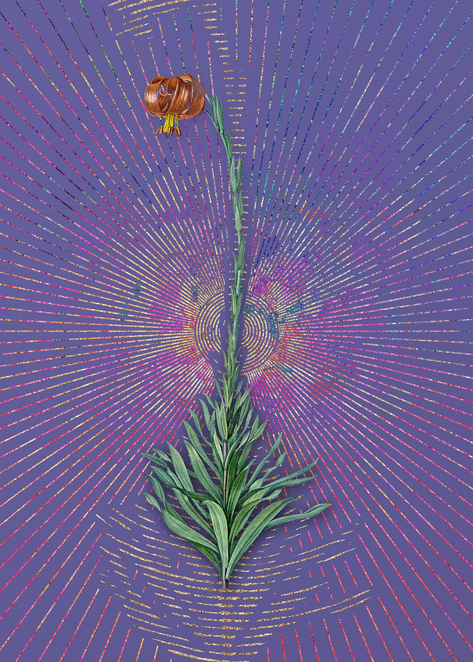 Scarlet Martagon Lily