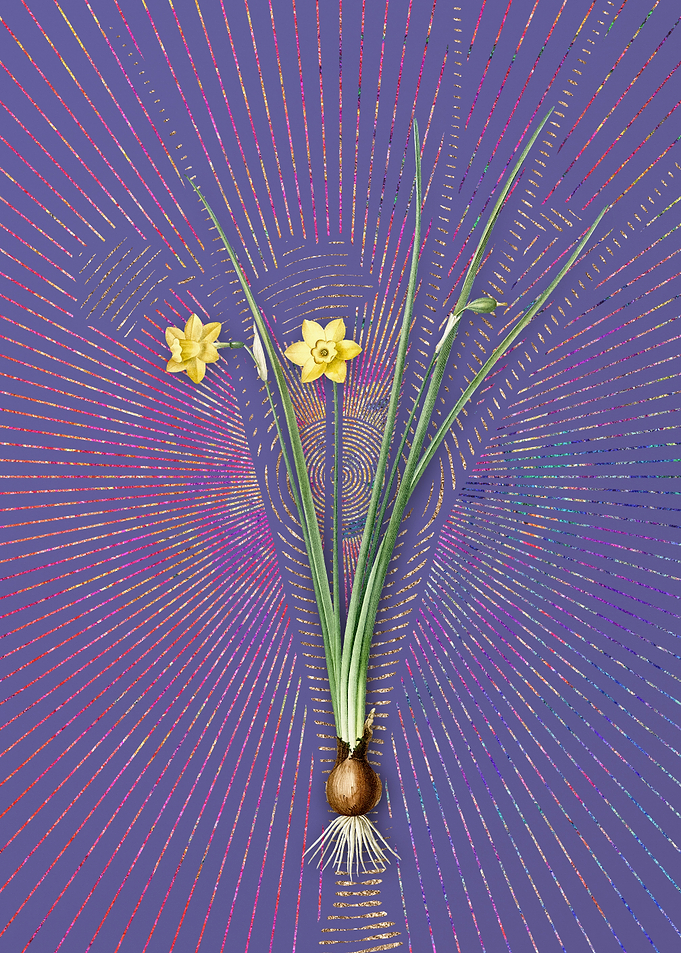Purple Vintage Daffodil 3